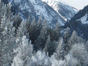 Frosty Trees in Montana