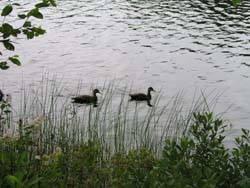 Lake with Ducks, Maine