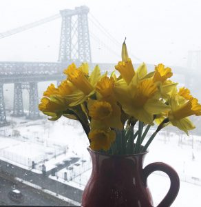 Daffodils and Nor'easter
