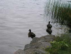 lake with ducks 2