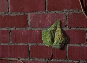 Green leaf painted on brick wall
